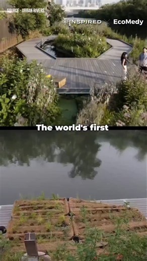 EcoMedy on Instagram: "Once a polluted shipping channel, the Chicago River is now becoming home to the world’s first floating eco-park — the Wild Mile . Built by the nonprofit Urban Rivers, this mile-long floating wetland is designed to filter toxins, restore wildlife, and reconnect people with nature. 🐢 . From cleaning the water to bringing back native fish and mussels, even involving locals through Kayak for Conservation, it’s proof that when cities work with nature, healing follows. .