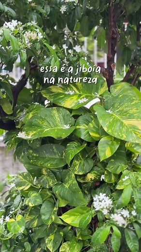Como fazer sua jiboia crescer com folhas gigantes