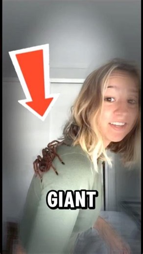 🕷️ She Let the World’s Largest Tarantula Crawl on Her! 😱