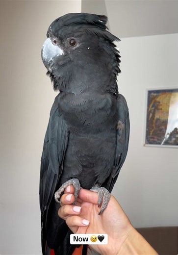 Heartwarming Moments with My Black Cockatoo