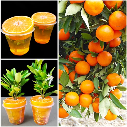 475K views · 4.5K reactions | The Sweet Tree Secret || How to grow orange plant at home from fruit | Amd MultiMedia | Facebook