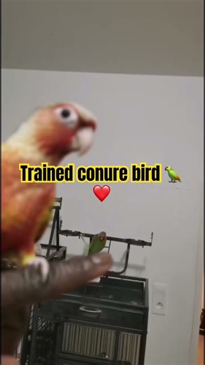 Trained conure bird 🦜