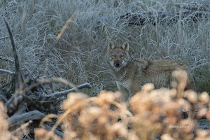 Donate to Find and Protect Algonquin Wolves, organized by Amber Ellis