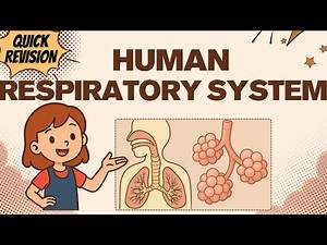 Human Respiratory System Class 11th🔥| Breathing And Exchange Of Gases💨