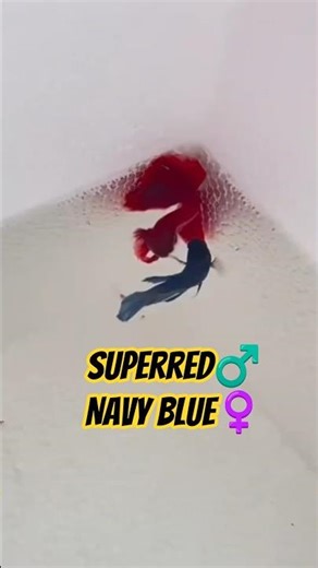 Breeding Halfmoon Super Red Betta Fish♂️Navy blue #fyp viral #cupangfish #halfmoon