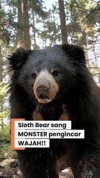Even Tigers Are Afraid! The Terrifying Facts About Sloth Bears: Psychopathic, Face-Stalking Bears