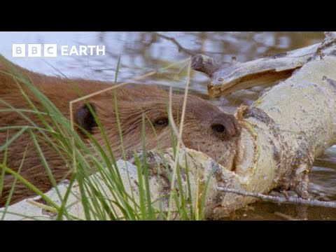 Beaver Fells Tree in Just a Few Hours | Yellowstone | BBC Earth | BBC Studios