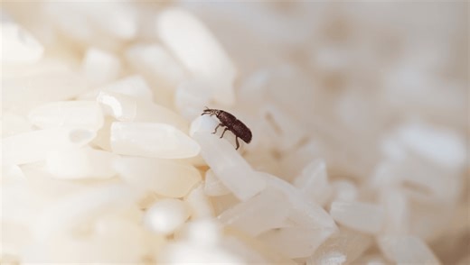 Don’t Wash Your Rice? Hope You Like The Taste Of Rice Weevils