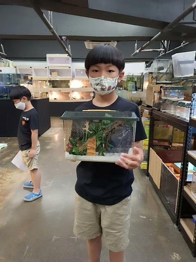 정브르샵 방문기 !! 크레스티드게코 분양받았어요