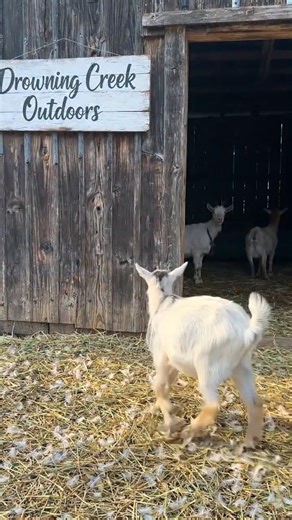 Moon-Spotted Baby Goat’s First Night in the Barn! 🐐🌙 | Farm Life Moments 🐐 #fyp #viral #goat #fypシ