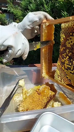 今年初の日本蜜蜂の採蜜 #ニホンミツバチ #bee #日本蜜蜂 #日本ミツバチ #はちみつ #ミツバチ #採蜜