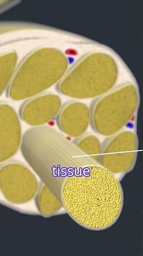 Nerve Structure – Endoneurium, Perineurium, and Epineurium Explained