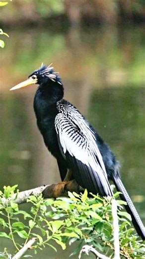 Anhinga (Anhinga anhinga)👇 The Anhinga is the silent hunter of warm wetlands, moving through the water with an almost ancient grace. Its long, snake-like neck and sharp, spear-shaped bill rise above the surface as its body slips unseen below, earning it the name “snakebird.” After a dive, it perches on branches with wings spread wide, basking in the sun to dry its feathers. In the water, it hunts with patience, striking suddenly and precisely at passing fish. Mysterious, watchful, and captivati