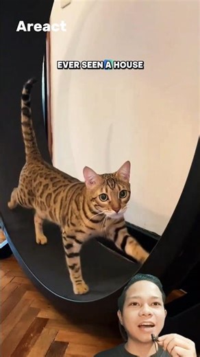 The Bengal Cat — A Wild Leopard Trapped in a House Cat’s Body!