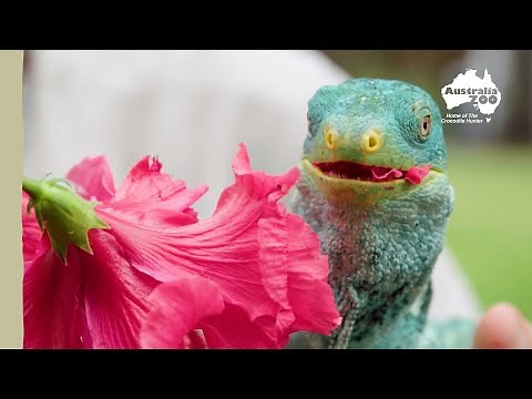 Australia Zoo features | Australia Zoo Life