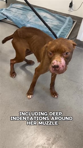 Early last week, Helen Woodward Animal Center received a call from a rescue partner in Tulare, California. A female dog had been found dumped on the side of the road, initially believed to be dead. The rescue partner was struggling with overburdened kennels and concerns about where to keep the dog during her long recovery time. Helen Woodward Animal Center was honored to welcome her in. Gertie arrived at the Center severely emaciated, covered in scars, and struggling to eat solid food due to pai