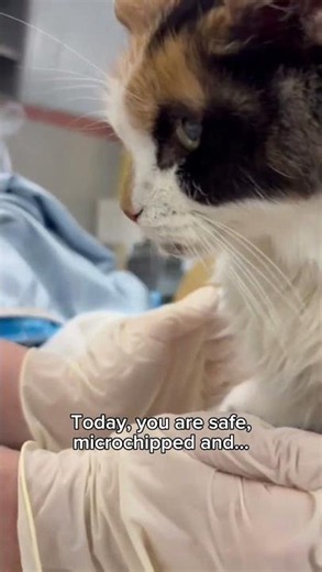 UNE CHATTE MAIGRE ET AFFAMÉE RÉUNIE AVEC SA SAUVEUSE