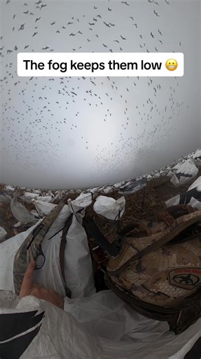 Morning Migration of Snow Geese in the Fog