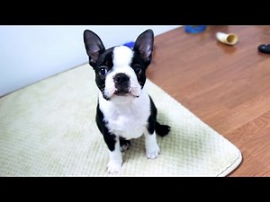 Boston Terrier Puppies - Week 7