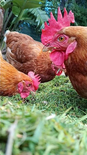 happy chicken sounds 🐔 #backyardchickens #freerangechickens #chicken #chickensofyoutube #pets