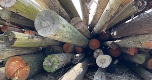 Free utility poles available for repurposing after Debby cleanup