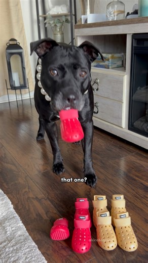 which color do you like better? ❤️ #pitties #pittie #pitbull #pitbulls #cutedogs #cutedog #adorabledogs #adorabledog #crocs #dogcrocs #trendsetter #dogsofinstagram #dogs #dogsofinsta #dogsoffacebook | Akira Black Pit