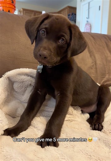 Growing Up with My Labrador Retriever: A Heartfelt Journey