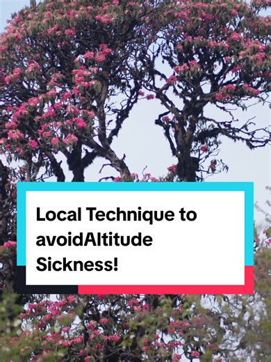Nepali local technique, does it work? #altitudesickness #sandakpurphalelungtrek #trekking #travltips #ghumante