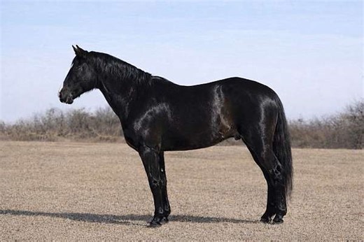 9yo 15hh Quarter Horse Gelding