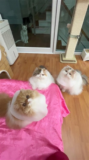 Lazuli- Cherprang- Sherlyn - Phoenix 😻🤗 Triple-9 Persian & Khao Manee CFA registered Cattery | Nash Nassha