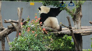 How did pandas become gourmets? No matter where they are, no matter what posture they use, nothing can stop them from eating. #PandaTheatre #ChengduPandaBase For more panda information, please check out: https://en.ipanda.com | iPanda
