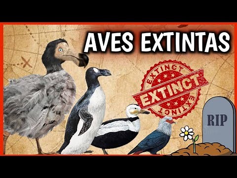 7 EXTINCT Birds! 😱☠️ Animals Extinct by Man That We'll Never See! Documentary