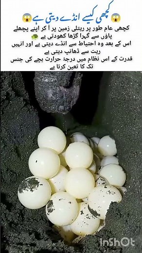 How Turtles Lay Eggs | Nature Process 🐢#animals #wildlife #nature