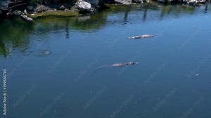 2 Wild Alligators Swim In Opposite Directions Past Each Other In Everglades National Park, Florida, USA
