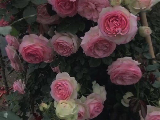 Gửi cốt =)) | Heee.