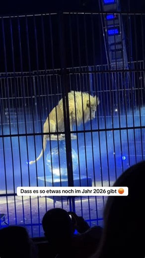 Mr. X | Sie nennen es Unterhaltung. Für die Tiere ist es ein Leben aus Zwang. Hinter dem Applaus verbergen sich enge Käfige, harte Dressuren und... | Instagram