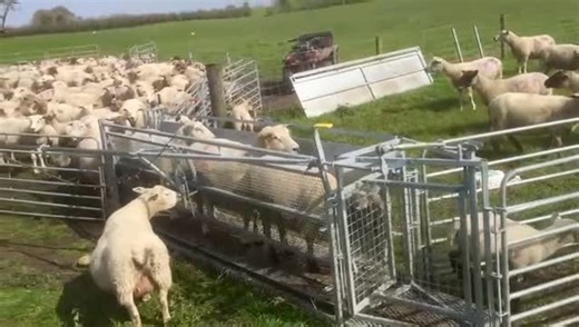 Sorting lambs from ewes with the Sheepeze. #Sheep #sheephandlingequipment #sheepfarming #sheepeze #sesequipmentltd #farmlife #sortingsheep #sheeprace #sheepfarmer #farming #sheepfarm #farmersjournal #ploughingchampionships2025 | SES Stanley Equipment Limited