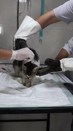 Handling Angry Cats and Ferocious Felines - Expert Tips