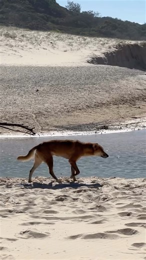 Cathedrals on Fraser Campgrounds on Instagram: "Not sure what to get dad? I think he deserves a stay at Cathedrals on Fraser ⛺️ 🔗 Grab a gift card on our website."