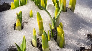 Timelapse shot of spring flowers growing and snow melting in the garden. Flower sprouts stretch up, grow. Spring season concept