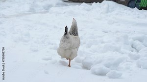 white chicken in the snow, a chicken walks in the snow in the yard in winter