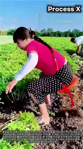 농작물 수확 피로도를 줄여주는 착용형 작업 의자 사용법과 효과 #worker #process #farm #equipment #harvest