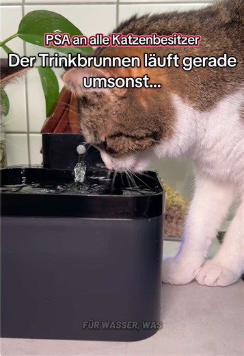 Smart Trinkbrunnen für Katzen: Die perfekte Lösung!