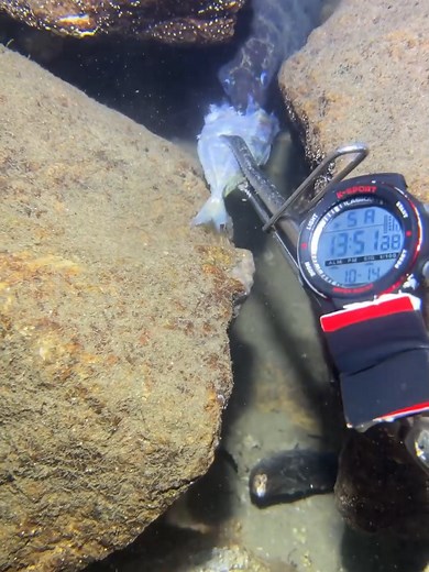 Exploring Deep Sea Diving for Eels and Crabs