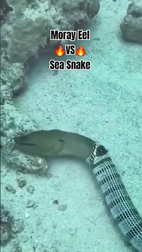 Sea Snake is eating Moray Eel