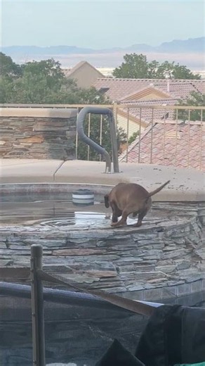 Video of adoptable pet named Odie - Utah