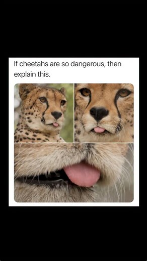 Johnny Bravo Explains Memes on Instagram: "Hey everyone, Johnny here to explain. This meme plays on the contrast between a cheetah’s reputation as a fast and dangerous predator and the adorable photos shown. The text at the top says, “If cheetahs are so dangerous, then explain this,” followed by three pictures of a cheetah sticking its tongue out in a cute, harmless way. The humor comes from the absurdity of using such an innocent and funny image as “proof” that cheetahs aren’t dangerous, as if 