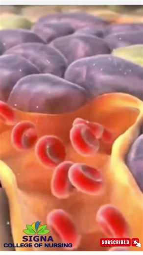 production of Insulin & Glucagon | Insulin | Glucagon #bscnursing #insulin