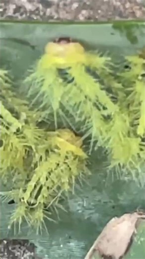 The Deadly Beauty of This Caterpillar… Would You Dare Touch It?