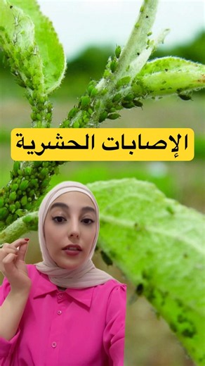 كيف أعرف الإصابات الحشرية وأعالجها 🕸️‼️🌿|#نباتات_منزلية #نباتات #shorts